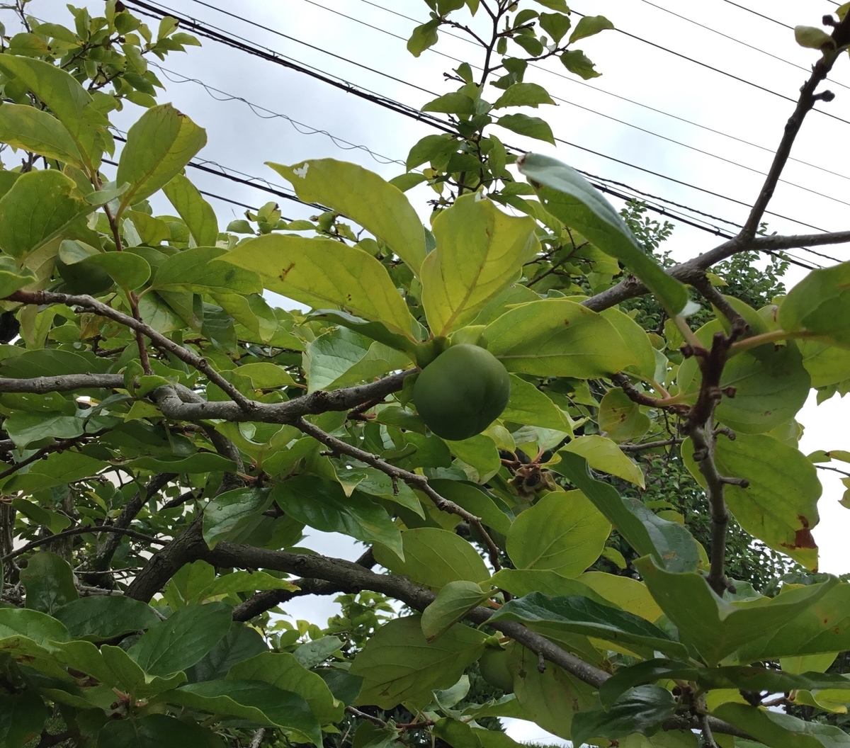 f:id:panda-mzlbk:20190804204133j:plain