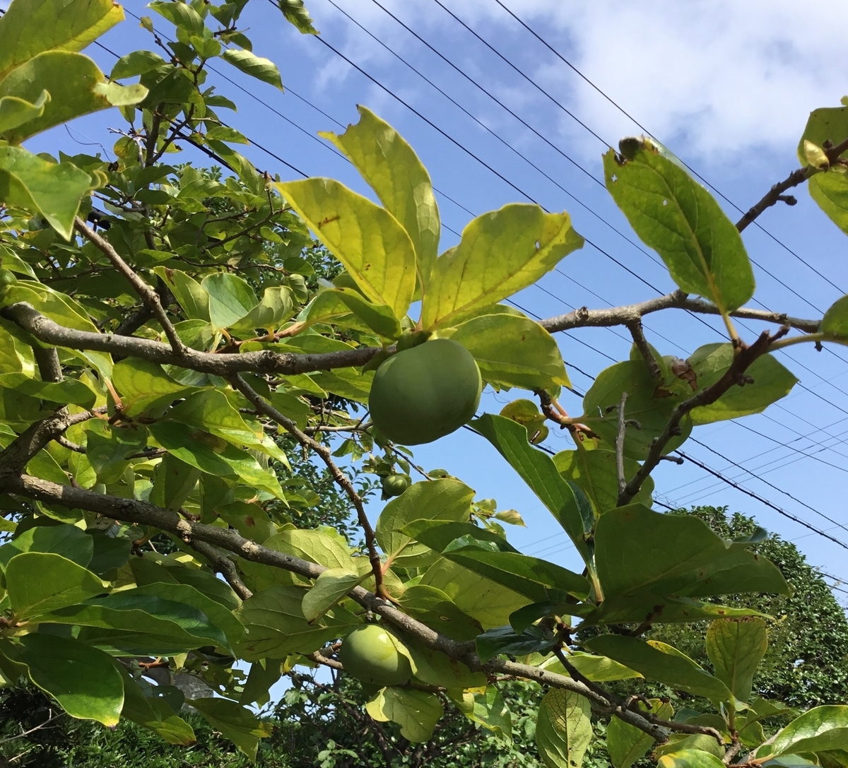 f:id:panda-mzlbk:20190804204215j:plain