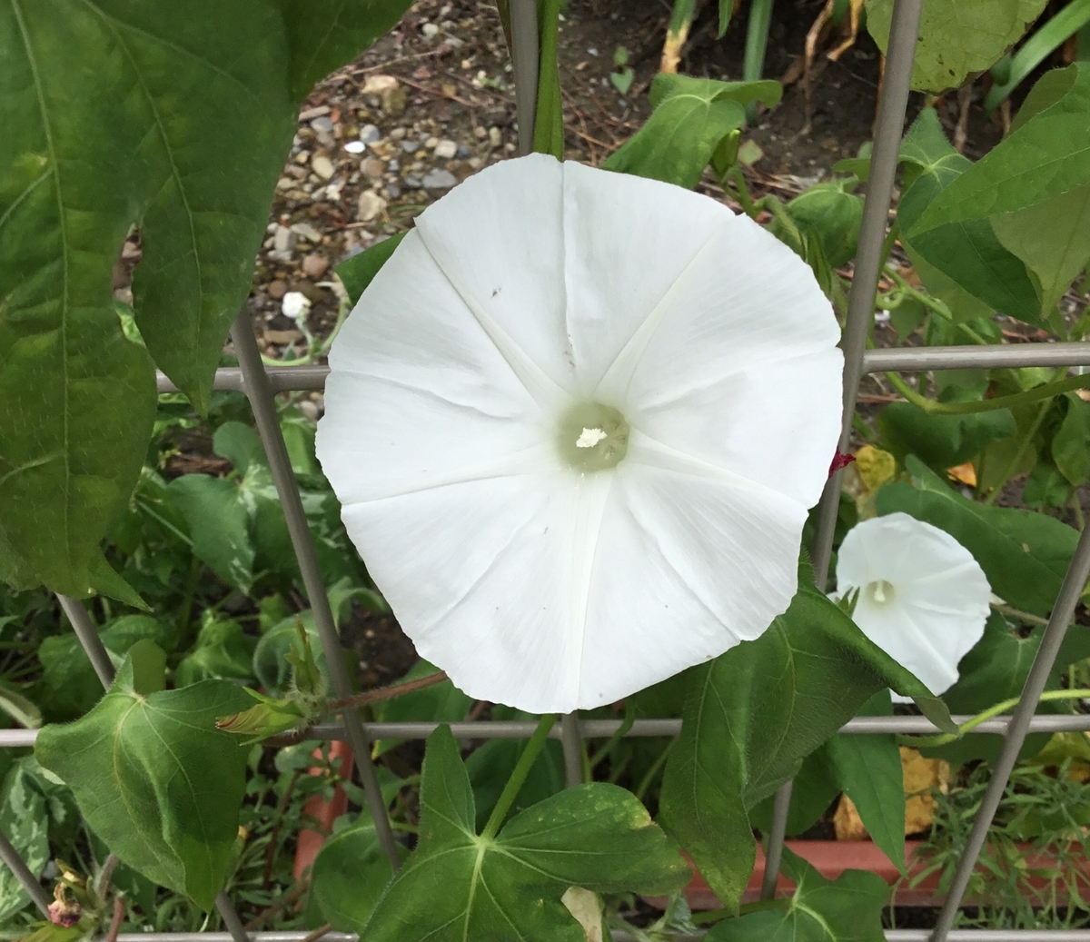 f:id:panda-mzlbk:20190819193917j:plain