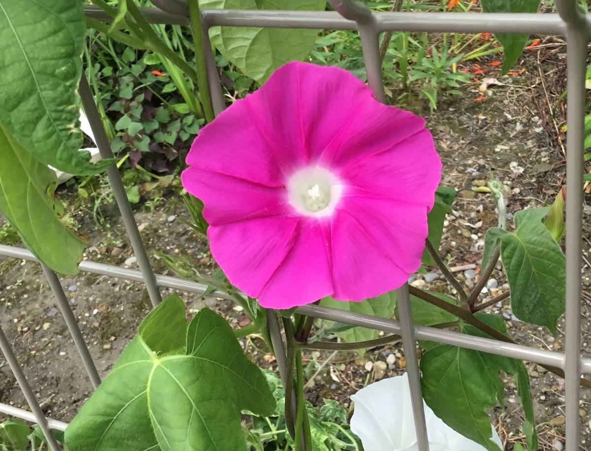 f:id:panda-mzlbk:20190819193930j:plain