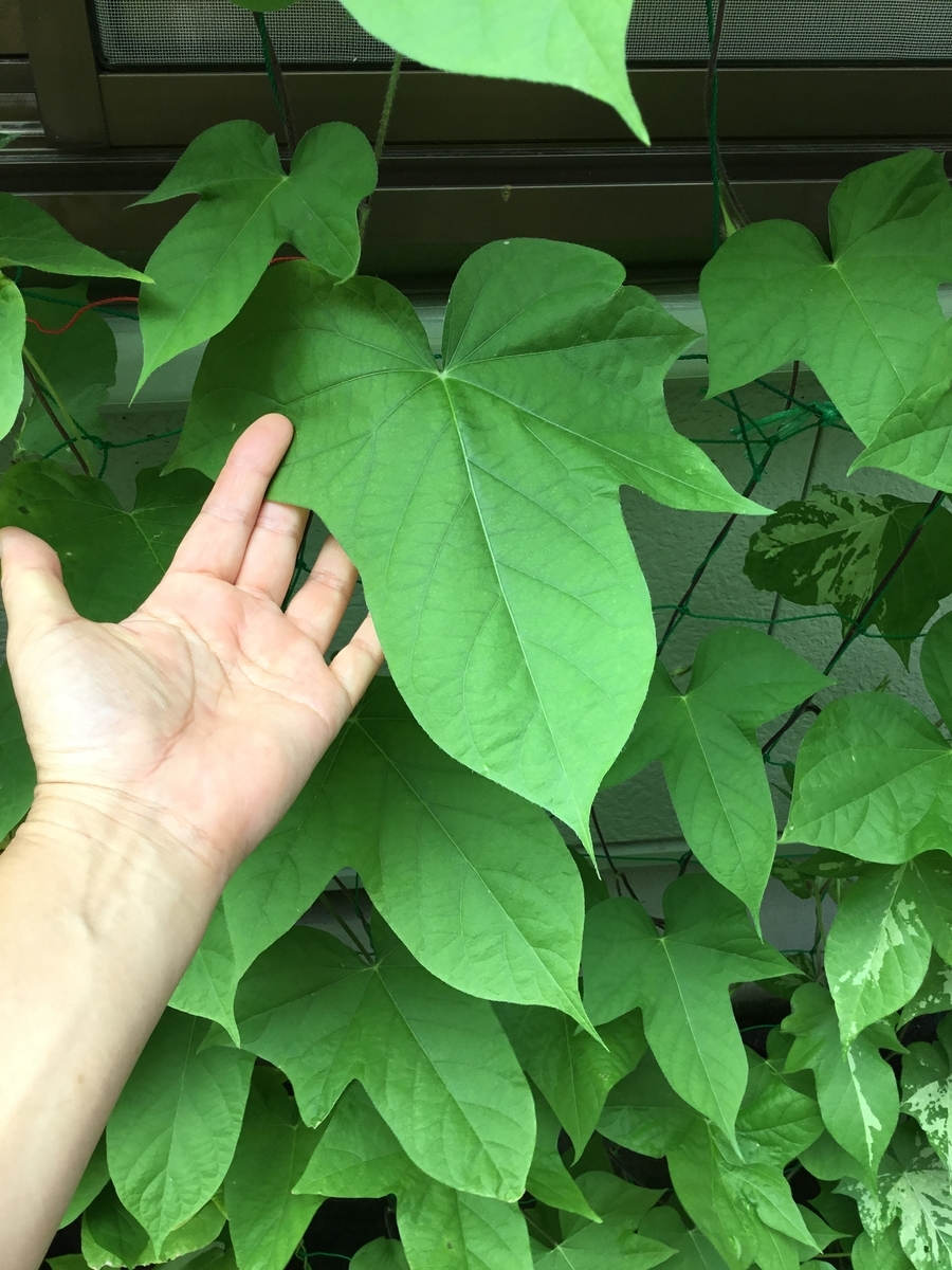 f:id:panda-mzlbk:20190819194025j:plain