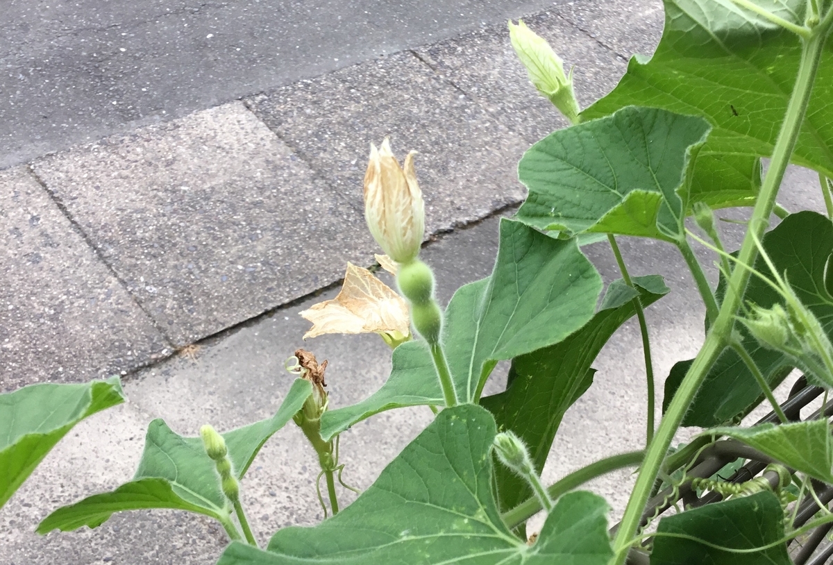 f:id:panda-mzlbk:20190819200628j:plain