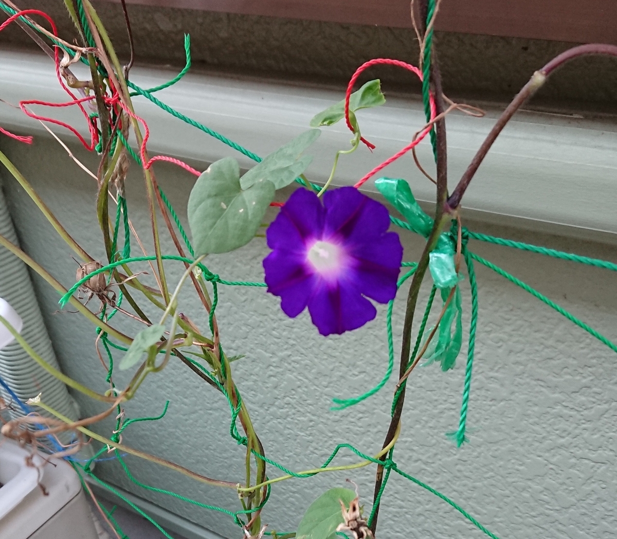 f:id:panda-mzlbk:20191128201211j:plain f:id:panda-mzlbk:20191128201211j:plain