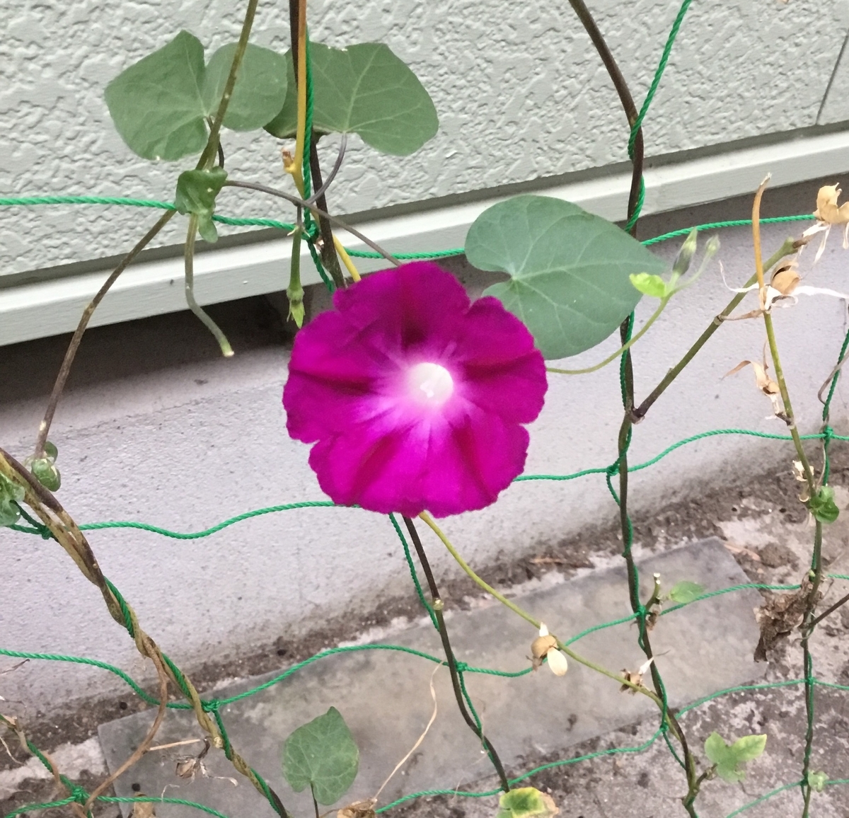 f:id:panda-mzlbk:20191128201215j:plain f:id:panda-mzlbk:20191128201215j:plain