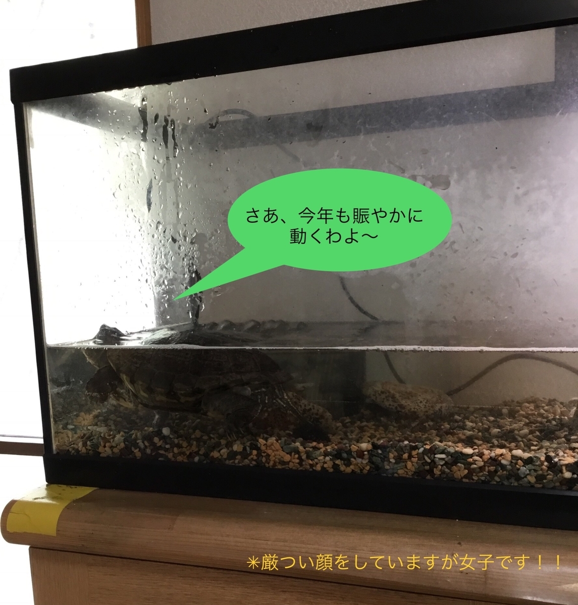 f:id:panda-mzlbk:20200426113825j:plain