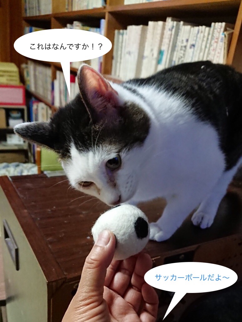 f:id:panda-mzlbk:20200510155636j:plain