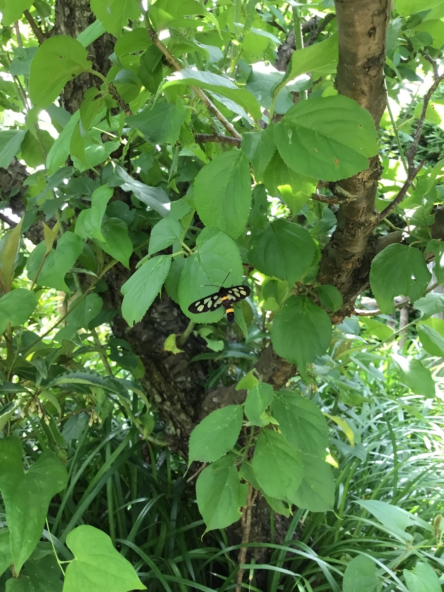 f:id:panda-mzlbk:20200710214550j:plain