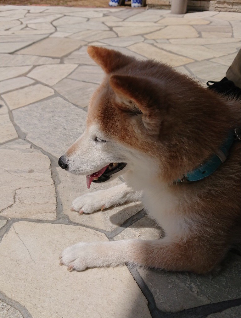 f:id:panda-mzlbk:20200901203409j:plain