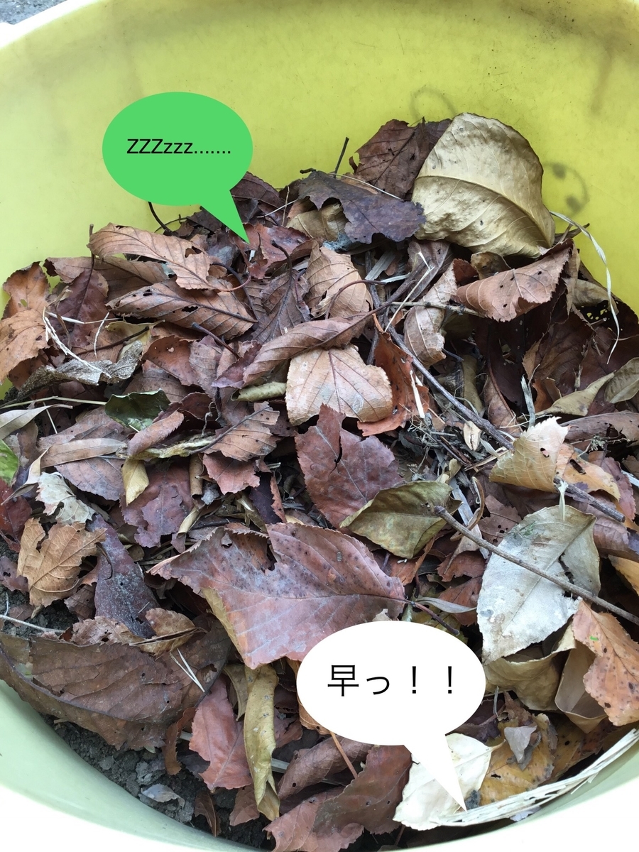 f:id:panda-mzlbk:20201206230640j:plain