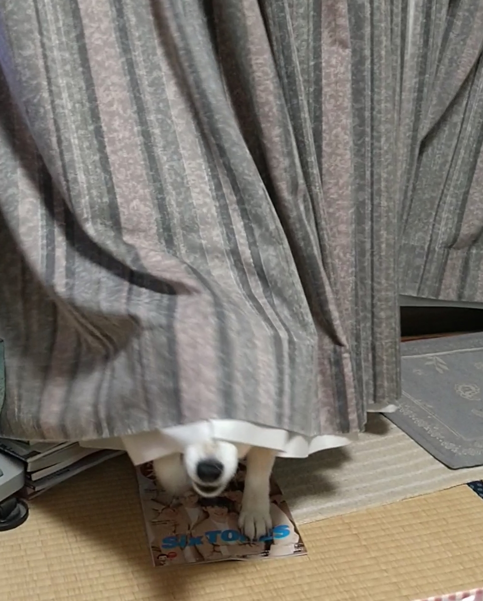 f:id:panda-mzlbk:20210625201905j:plain