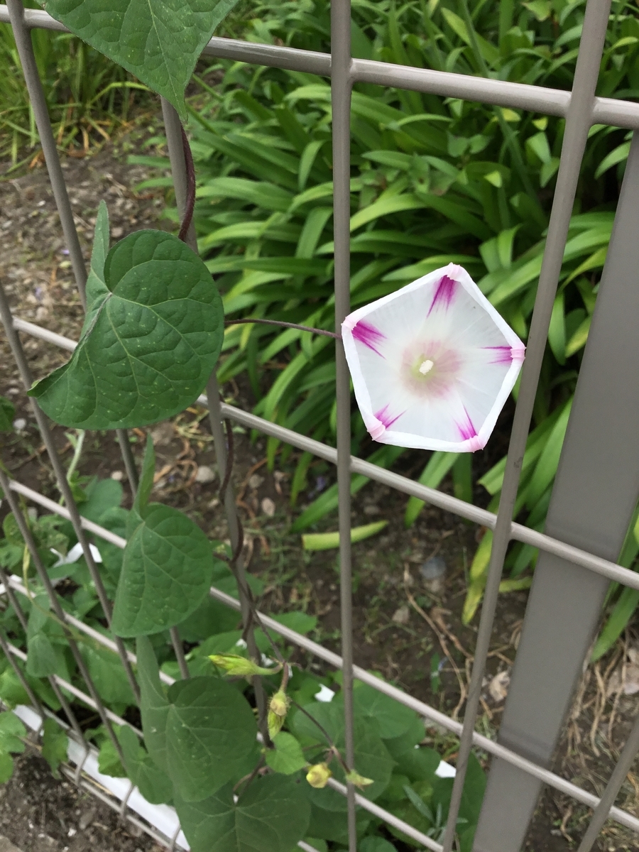 f:id:panda-mzlbk:20210704123143j:plain