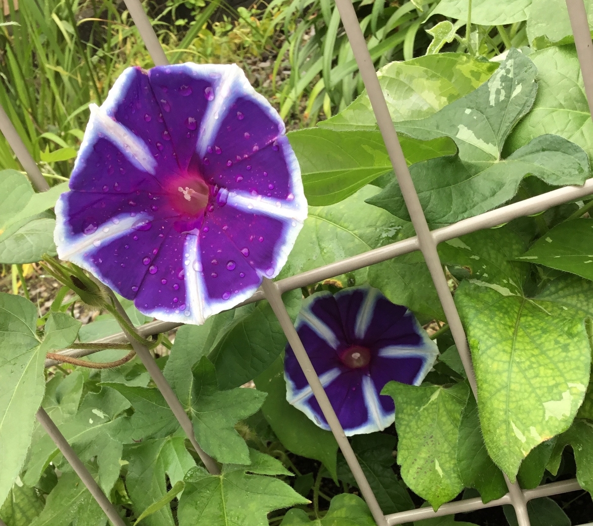 f:id:panda-mzlbk:20210704123240j:plain