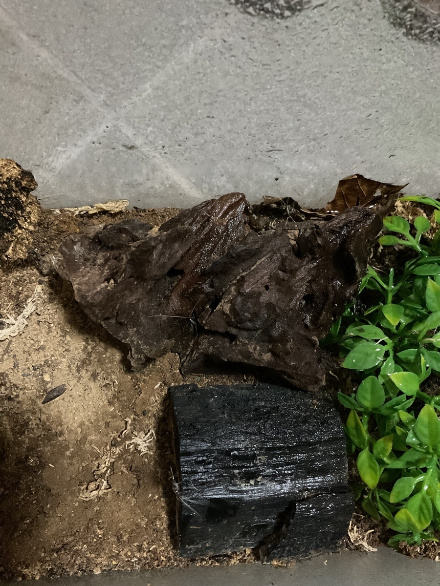 f:id:panda-mzlbk:20210717194841j:plain