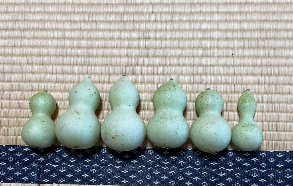 ひょうたんマリー7こです 6-148 愛すべき花たち〜2年ぶりのひょうたん収穫