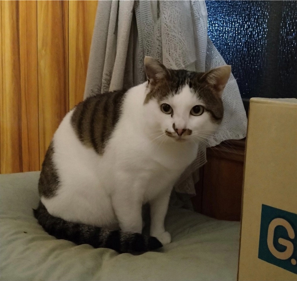 f:id:panda-mzlbk:20211111185934j:image