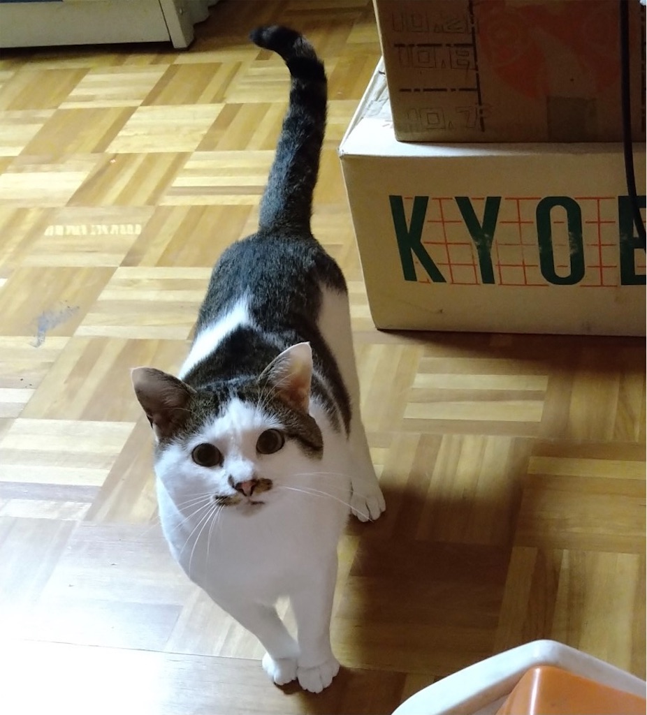 f:id:panda-mzlbk:20211111185956j:image