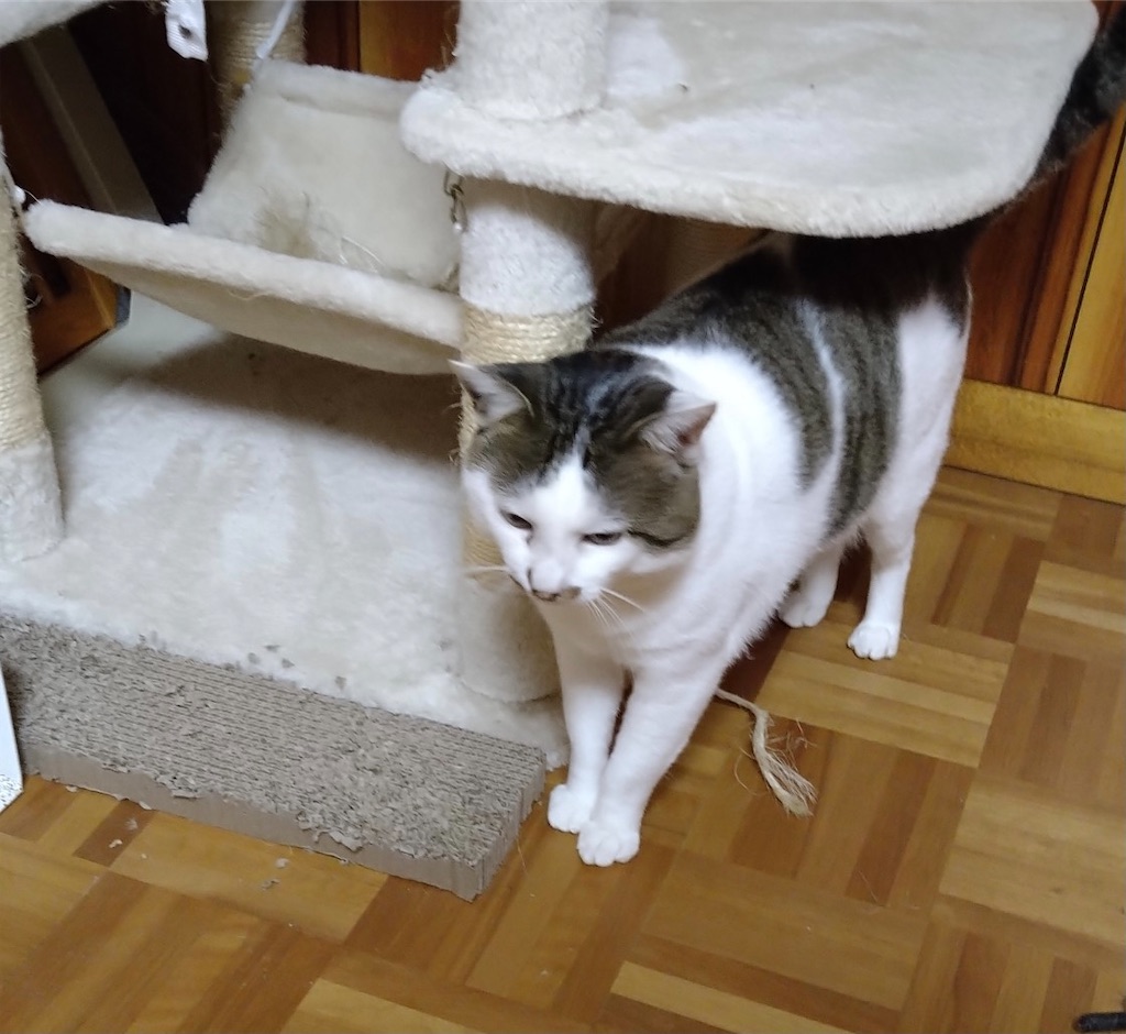 f:id:panda-mzlbk:20211111190009j:image