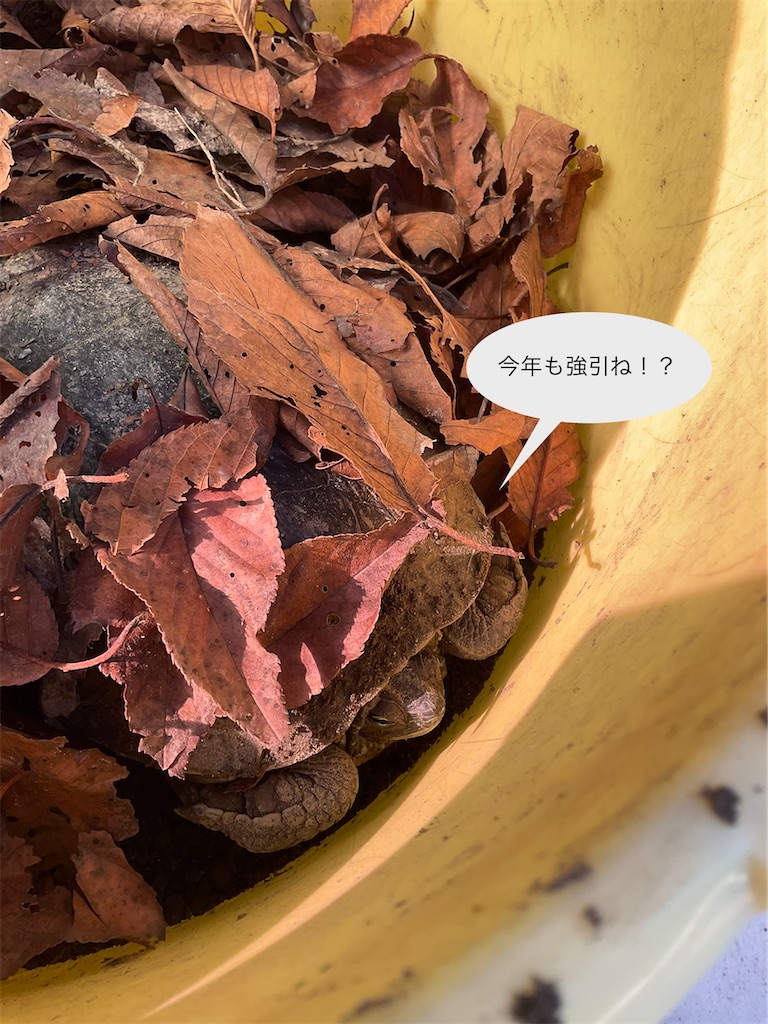 f:id:panda-mzlbk:20211123114328j:image