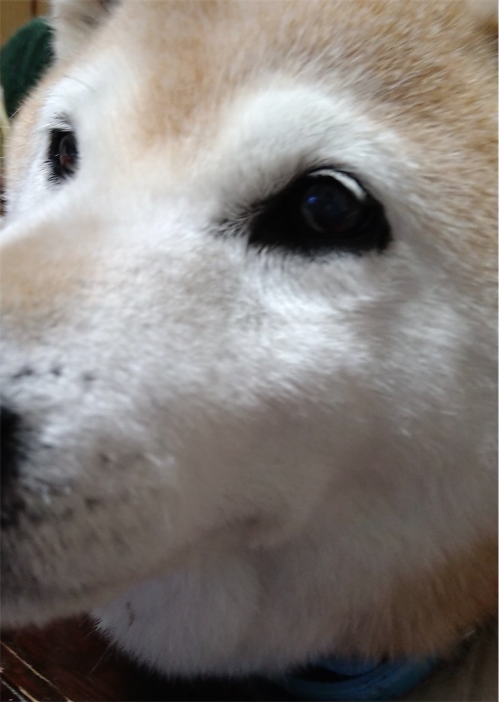 f:id:panda-mzlbk:20211226200628j:image f:id:panda-mzlbk:20211226200628j:image