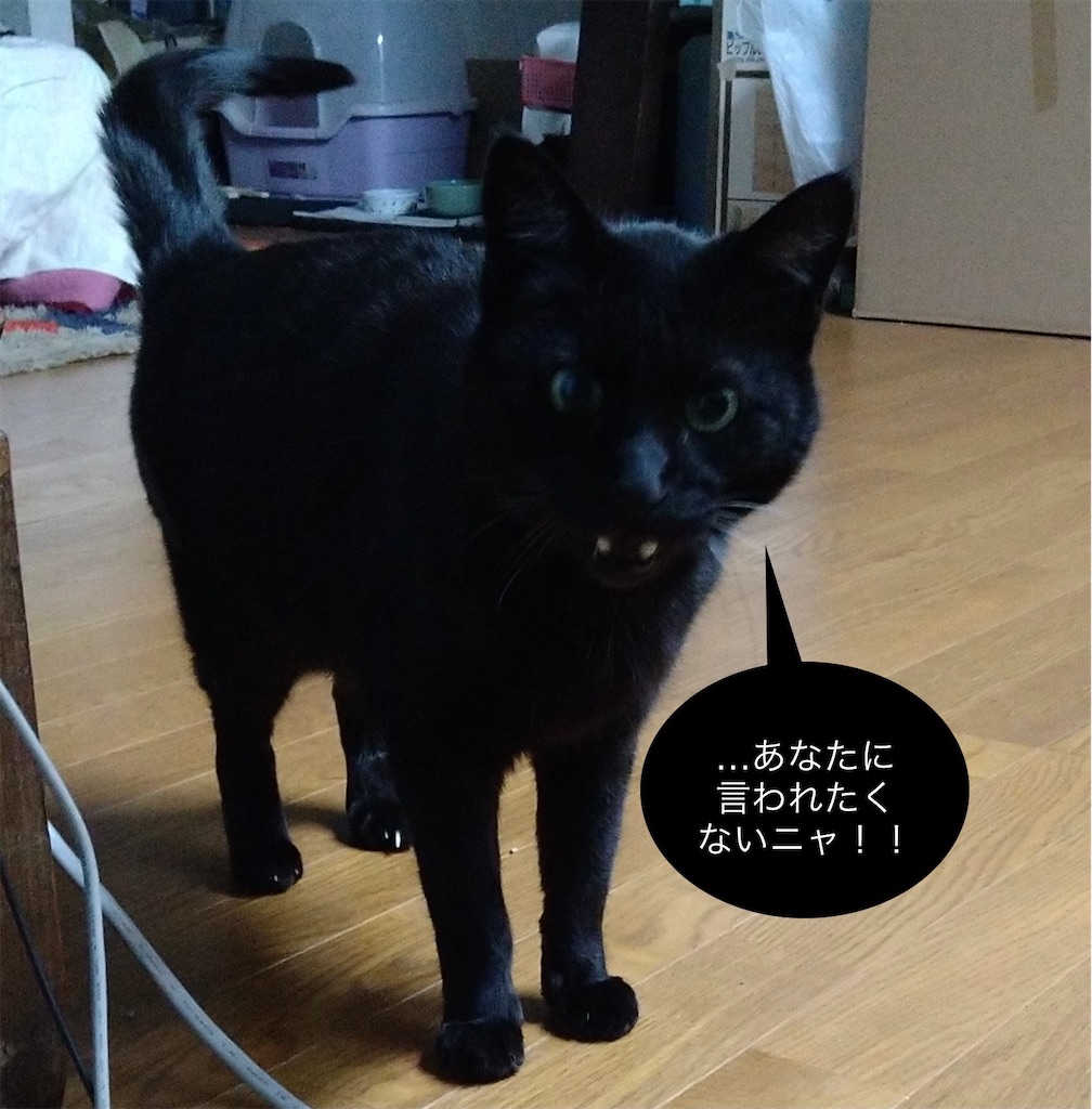 f:id:panda-mzlbk:20220107211611j:image f:id:panda-mzlbk:20220107211611j:image