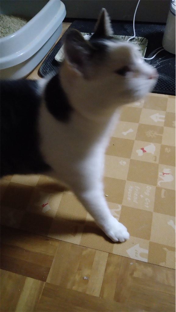 f:id:panda-mzlbk:20220113224351j:image f:id:panda-mzlbk:20220113224351j:image