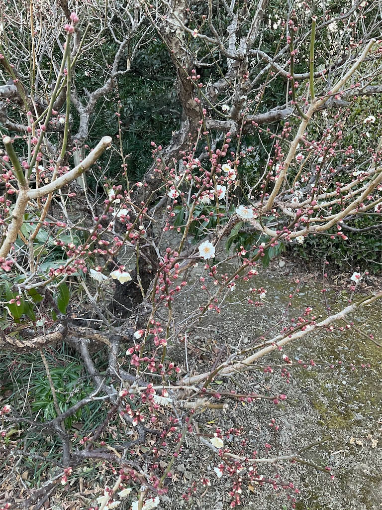 f:id:panda-mzlbk:20220122014052j:image f:id:panda-mzlbk:20220122014052j:image