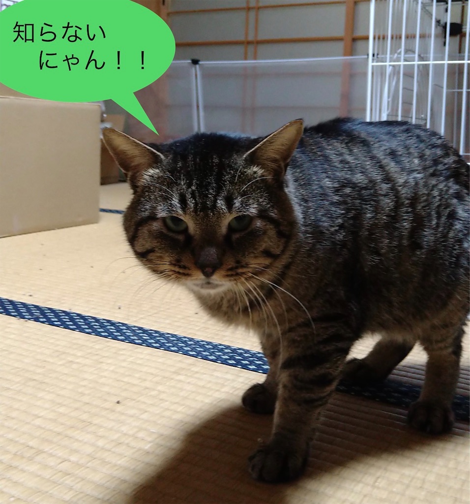 f:id:panda-mzlbk:20220321125959j:image