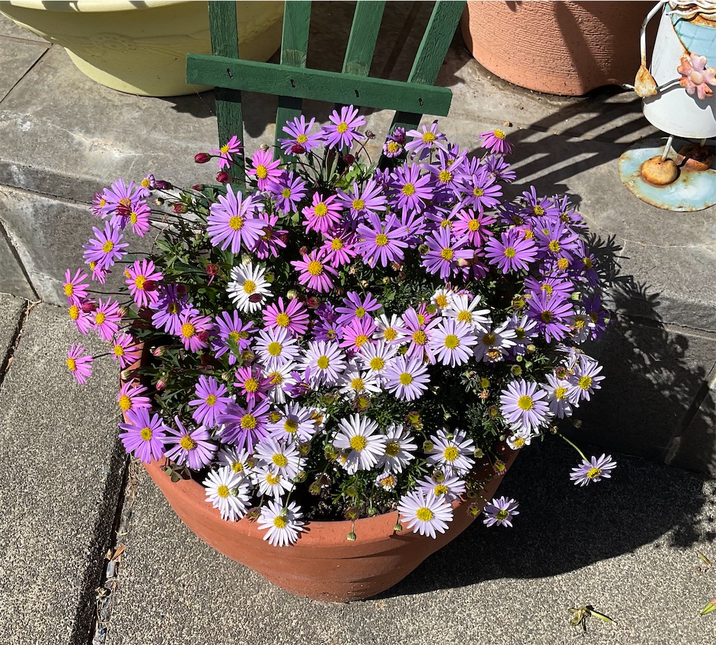 f:id:panda-mzlbk:20220403222826j:image