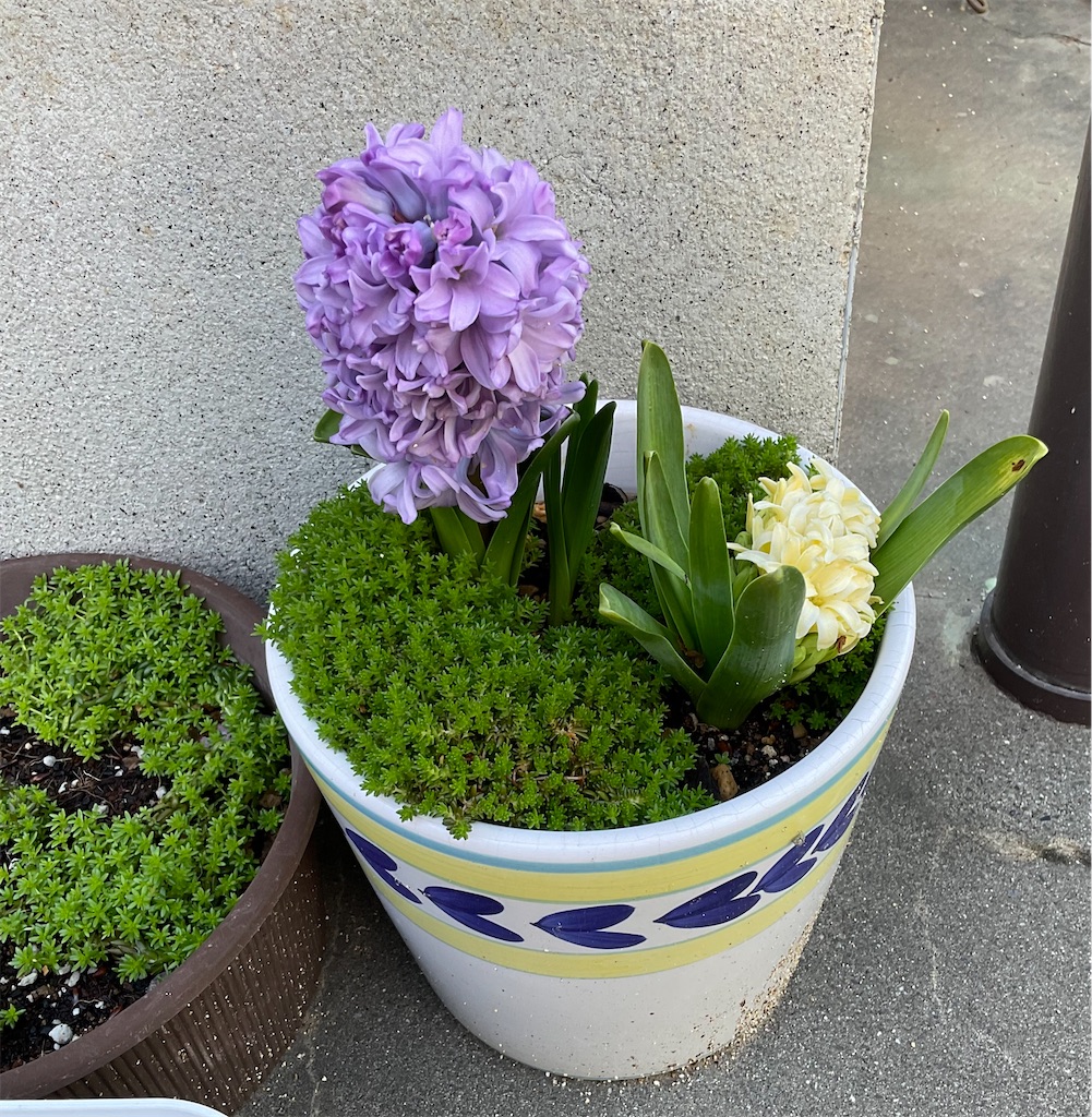 f:id:panda-mzlbk:20220403222833j:image