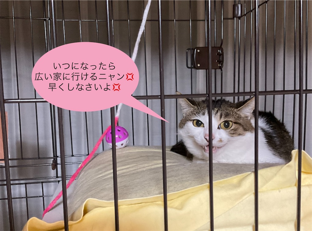 f:id:panda-mzlbk:20220429212922j:image f:id:panda-mzlbk:20220429212922j:image