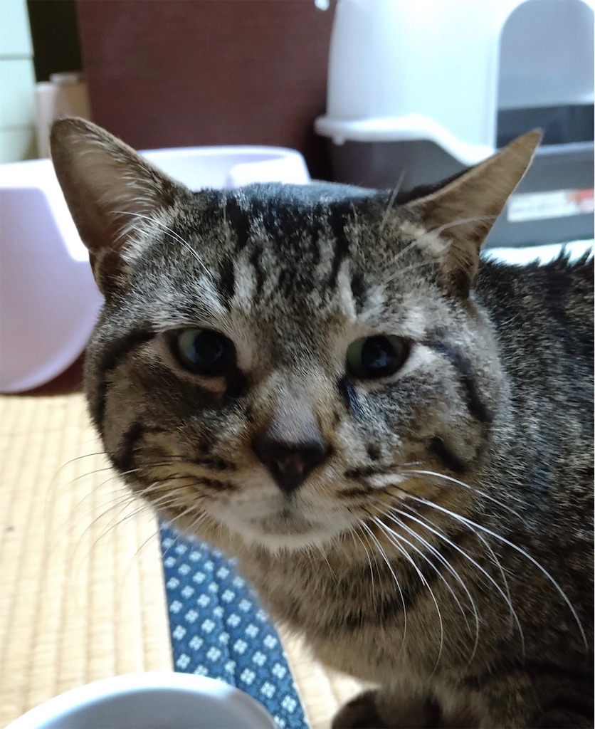 f:id:panda-mzlbk:20220429212943j:image f:id:panda-mzlbk:20220429212943j:image