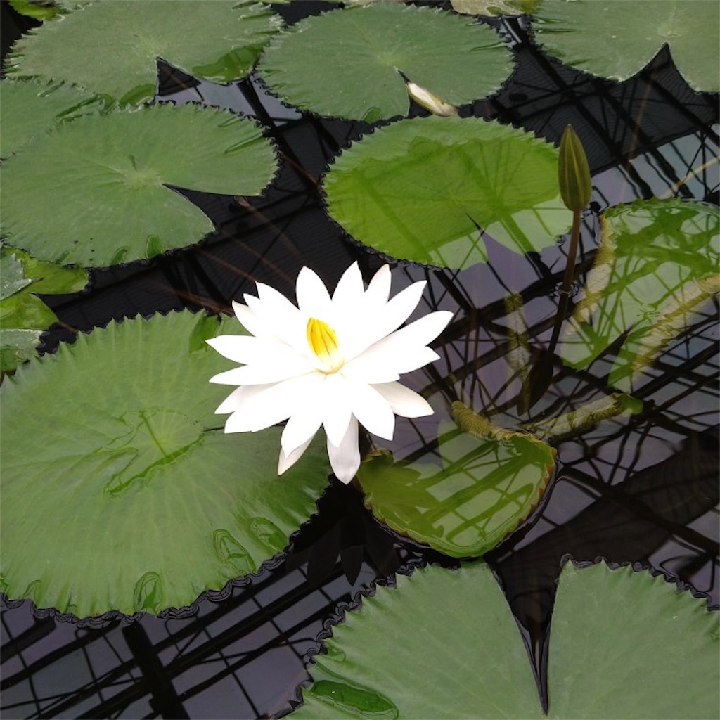 f:id:panda-mzlbk:20230121212035j:image
