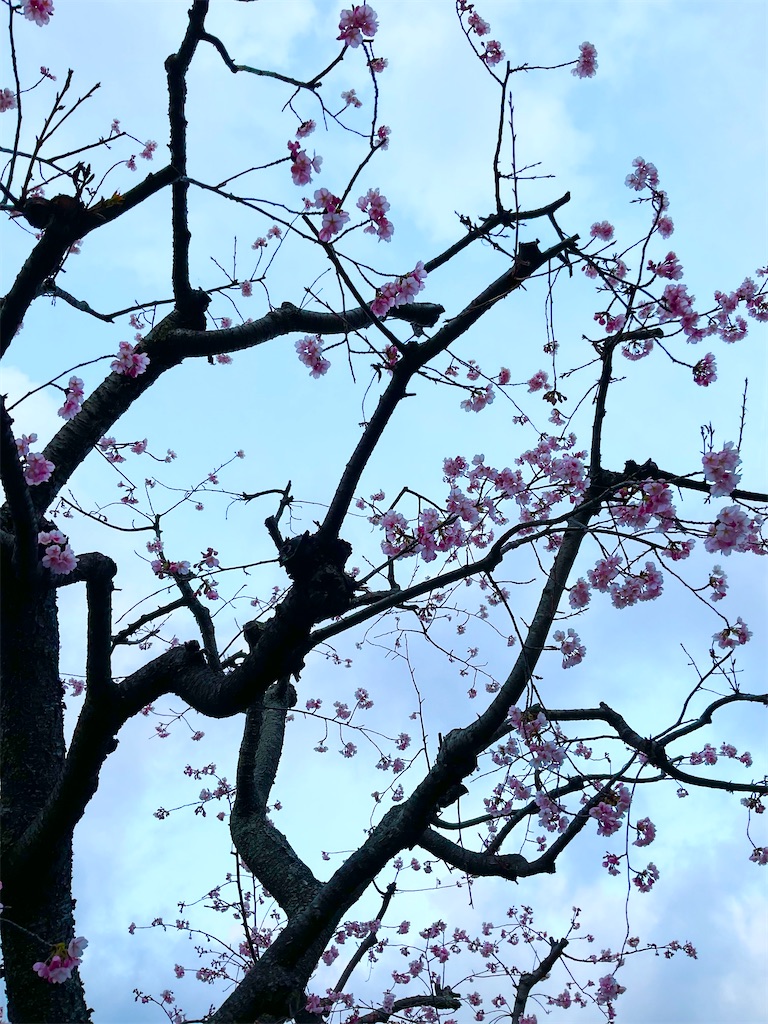 f:id:panda-mzlbk:20230309213432j:image