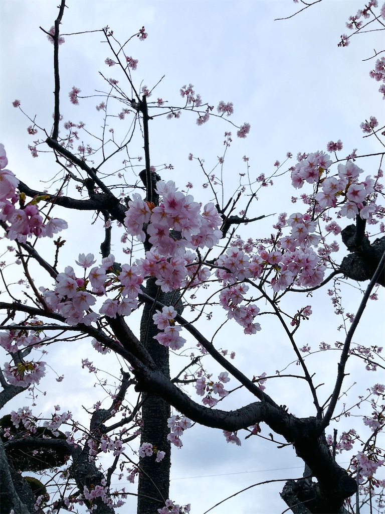 f:id:panda-mzlbk:20230309213448j:image