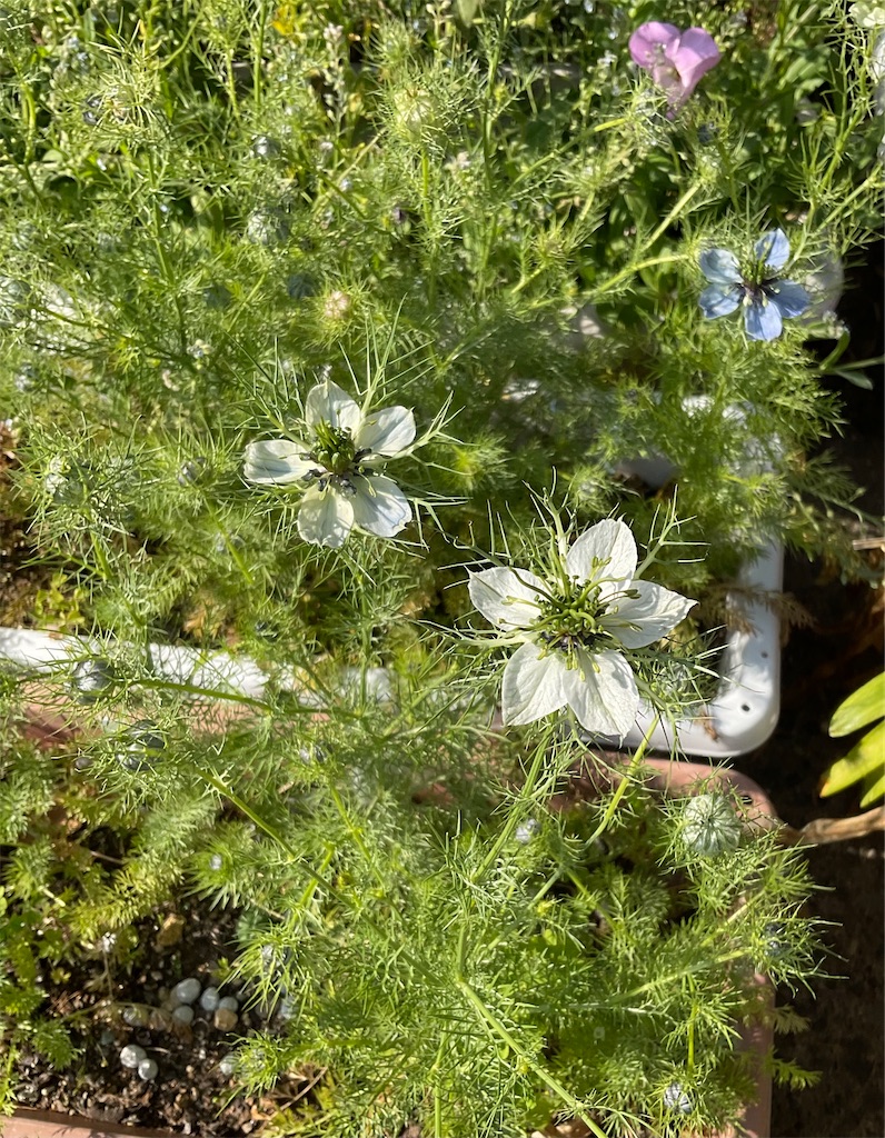 8-45 愛すべき花たち〜ニゲラが咲きました！！〜 - 何気ない日々の生活