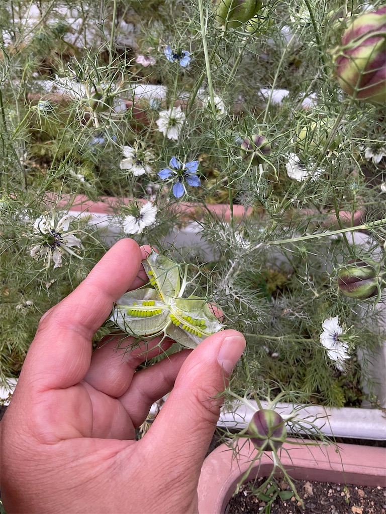 8-59 愛すべき花たち〜ニゲラその後…〜 - 何気ない日々の生活に保育の