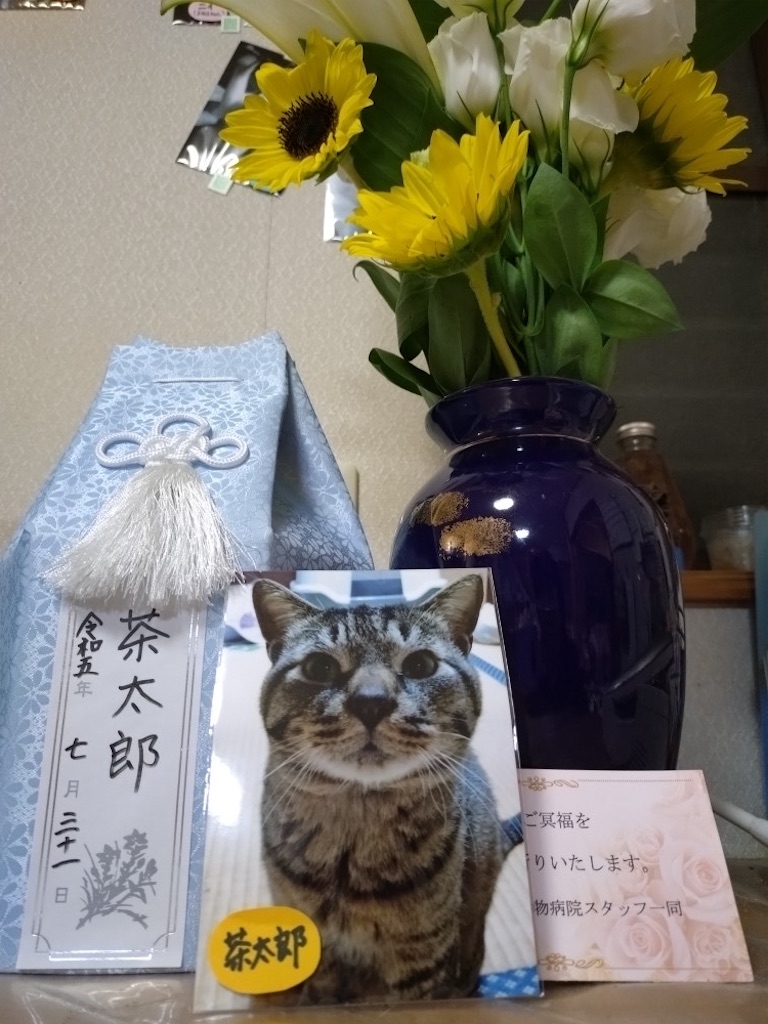 f:id:panda-mzlbk:20230802070217j:image