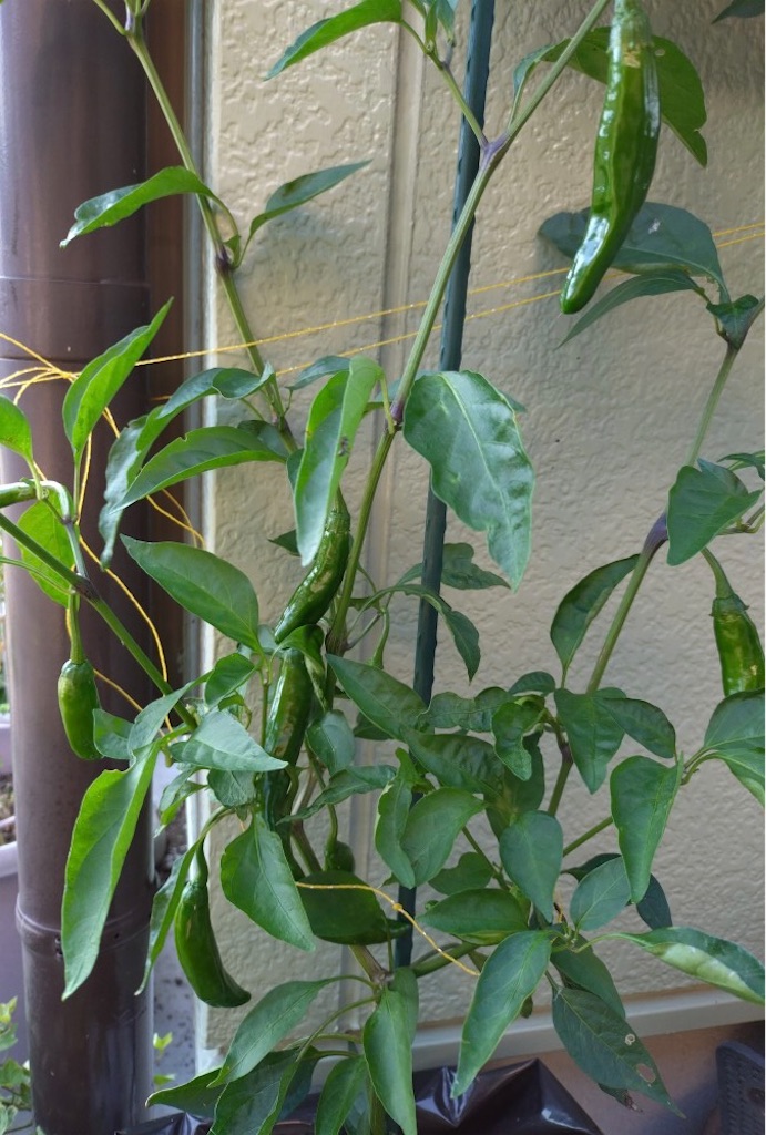 f:id:panda-mzlbk:20230817201927j:image f:id:panda-mzlbk:20230817201927j:image