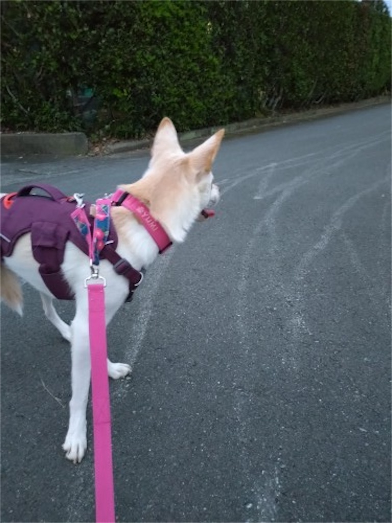 f:id:panda-mzlbk:20231014214848j:image f:id:panda-mzlbk:20231014214848j:image