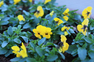 Pansy1