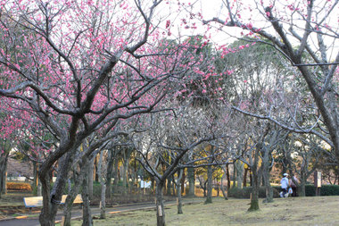 Ume
