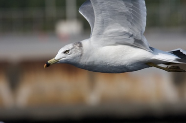 Bird Bird