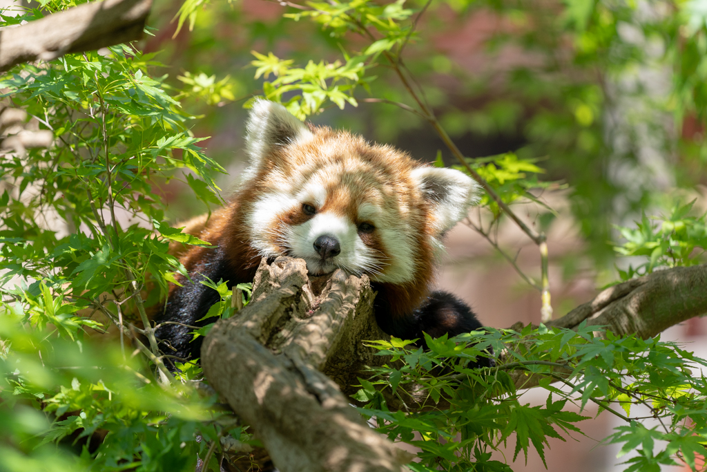 f:id:panda118:20190430164416j:plain