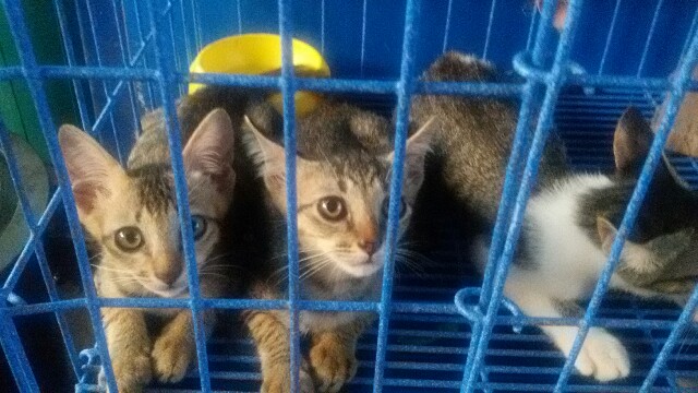 f:id:panda1600:20160427150959j:image f:id:panda1600:20160427150959j:image