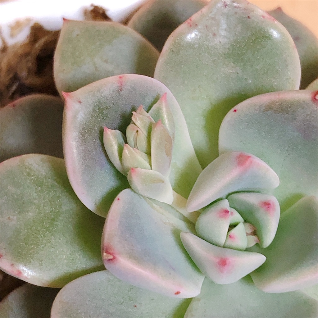 春の多肉 ハオルシアやエケベリアに花芽がでてきました Panda Blue S Diary