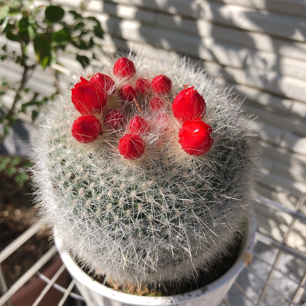 サボテン 雪晃♡抜き苗(^○^) 【公式通販】