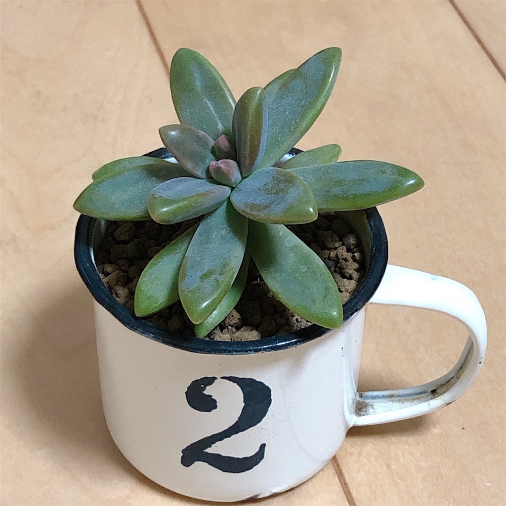 お日様に当てたら多肉の色が２日で赤く変わりました Panda Blue S Diary