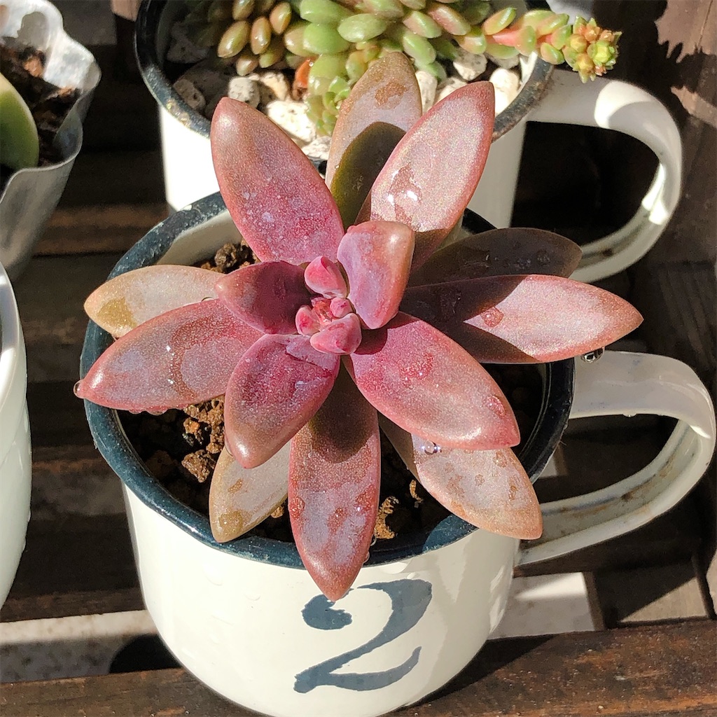 お日様に当てたら多肉の色が２日で赤く変わりました Panda Blue S Diary