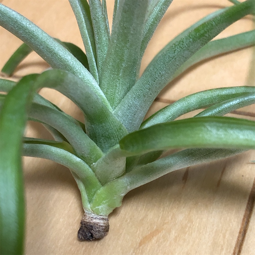 f:id:panda_blue:20200405145805j:image