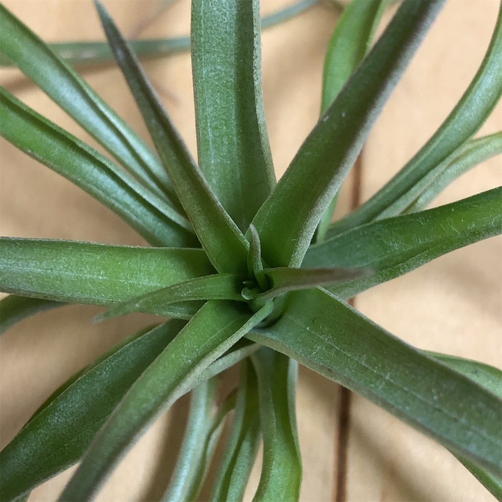 f:id:panda_blue:20200405145810j:image